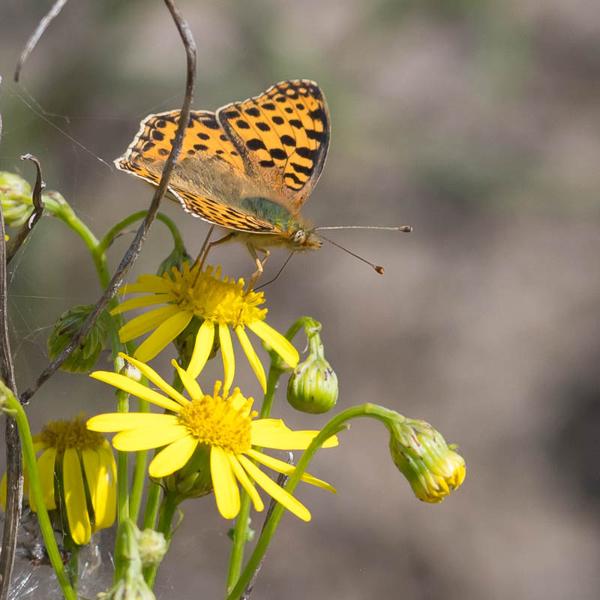 Kleine parelmoervlinder (Issoria lathonia)